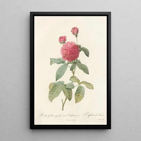 Rosa Gallica Agatha Var Delphiniana - Pierre Joseph Redouté — ingelijst kunstwerk aan de muur