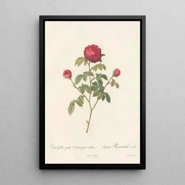 Rosa Gallica Agatha Var Parva Violacea - Pierre Joseph Redouté — ingelijst kunstwerk aan de muur