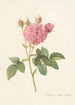 Rosa Gallica Agatha Var Regalis - Pierre Joseph Redouté — weergave van het kunstwerk