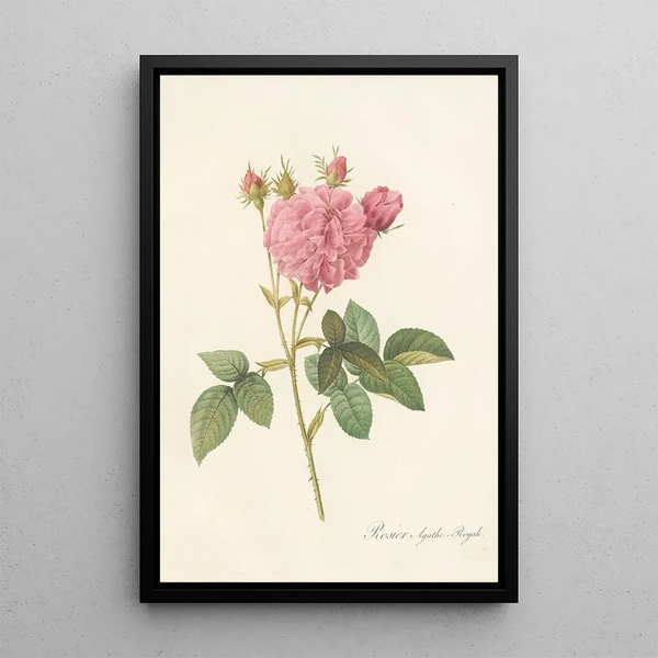 Rosa Gallica Agatha Var Regalis - Pierre Joseph Redouté — ingelijst kunstwerk aan de muur