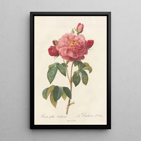 Rosa Gallica Aurelianensis - Pierre Joseph Redouté — ingelijst kunstwerk aan de muur
