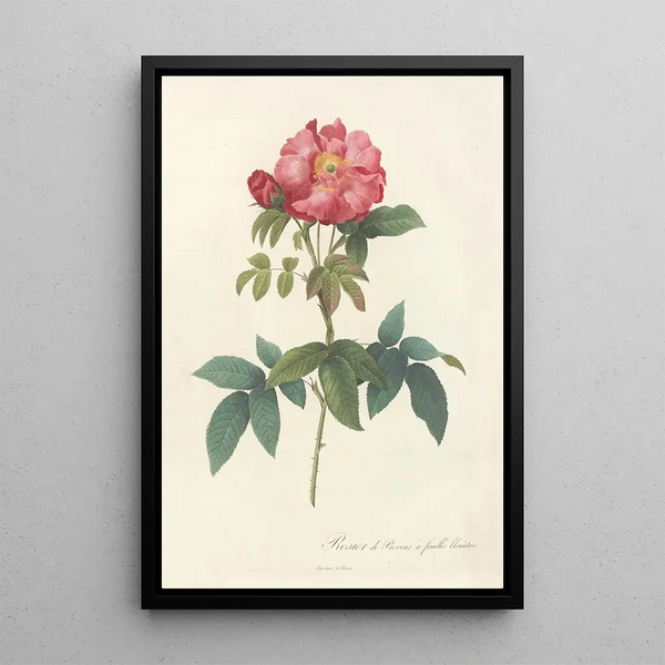 Rosa Gallica Caerulea - Pierre Joseph Redouté — ingelijst kunstwerk aan de muur