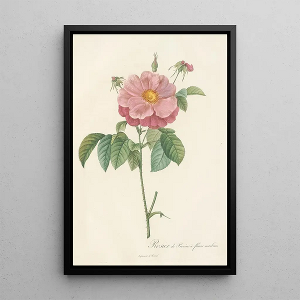 Rosa Gallica Flore Marmoreo - Pierre Joseph Redouté — ingelijst kunstwerk aan de muur