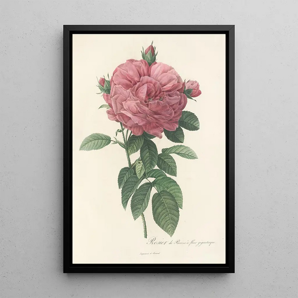 Rosa Gallica Flore giganteo - Pierre Joseph Redouté — ingelijst kunstwerk aan de muur
