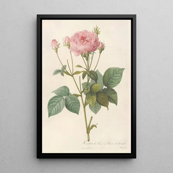 Rosa Gallica Granatus - Pierre Joseph Redouté — ingelijst kunstwerk aan de muur