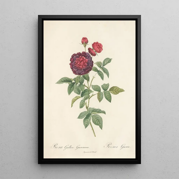 Rosa Gallica Gueriniana - Pierre Joseph Redouté — ingelijst kunstwerk aan de muur