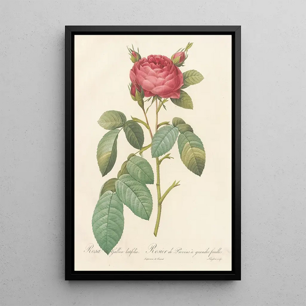 Rosa Gallica Latifolia - Pierre Joseph Redouté — ingelijst kunstwerk aan de muur