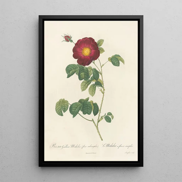 Rosa Gallica Maheka Flore Subsimplici - Pierre Joseph Redouté — ingelijst kunstwerk aan de muur