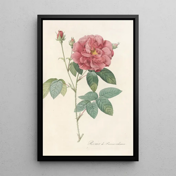 Rosa Gallica Officinalis - Pierre Joseph Redouté — ingelijst kunstwerk aan de muur