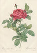 Rosa Gallica Pontiana - Pierre Joseph Redouté — artwork view