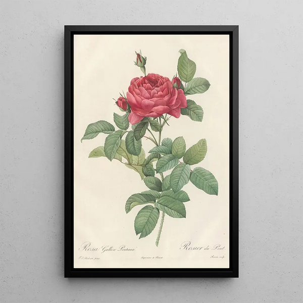 Rosa Gallica Pontiana - Pierre Joseph Redouté — ingelijst kunstwerk aan de muur