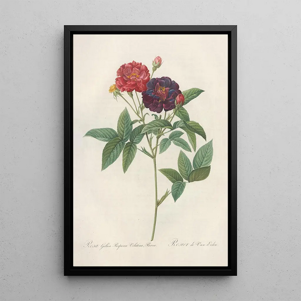 Rosa Gallica Purpurea Velutina - Pierre Joseph Redouté — ingelijst kunstwerk aan de muur