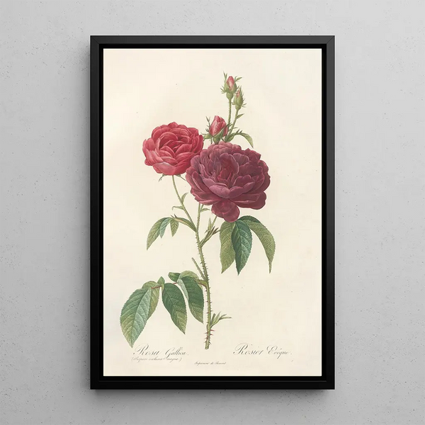 Rosa Gallica Purpuroviolacea Magna - Pierre Joseph Redouté — ingelijst kunstwerk aan de muur