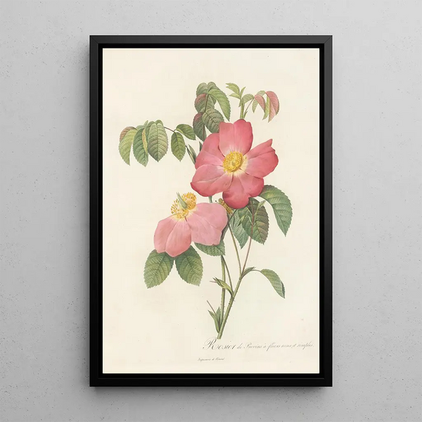 Rosa Gallica Rosea Flore Simplici - Pierre Joseph Redouté — ingelijst kunstwerk aan de muur