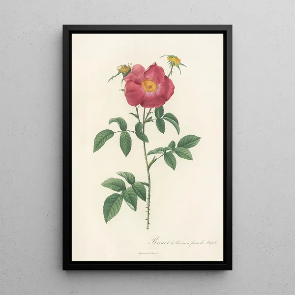 Rosa Gallica Stapeliae Flora - Pierre Joseph Redouté — ingelijst kunstwerk aan de muur