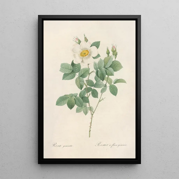 Rosa Geminata - Pierre Joseph Redouté — ingelijst kunstwerk aan de muur