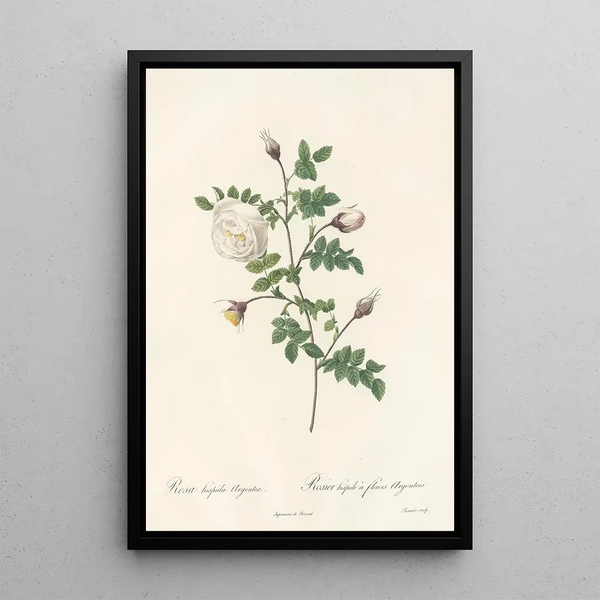 Rosa Hispida Argentea - Pierre Joseph Redouté — ingelijst kunstwerk aan de muur