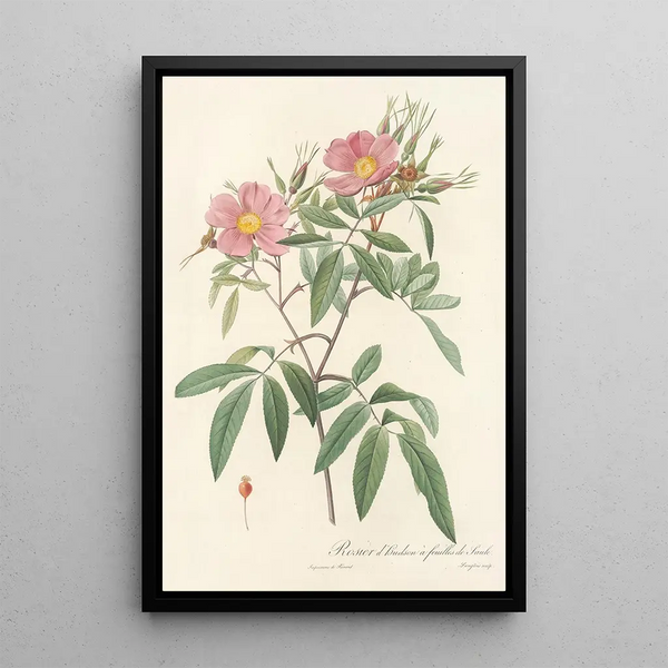 Rosa Hudsoniana Salicifolia - Pierre Joseph Redouté — ingelijst kunstwerk aan de muur
