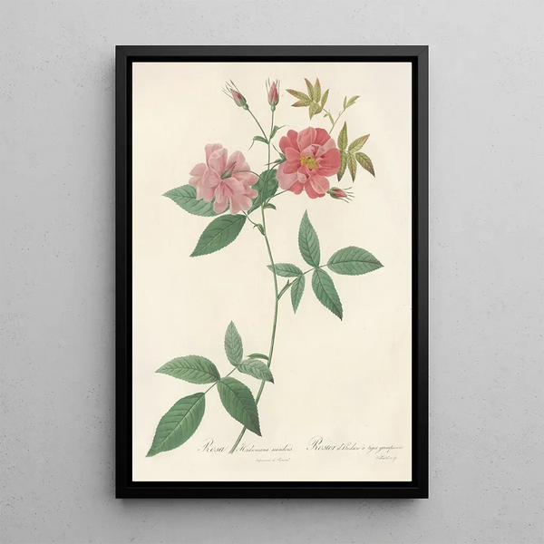 Rosa Hudsoniana Scandens - Pierre Joseph Redouté — ingelijst kunstwerk aan de muur