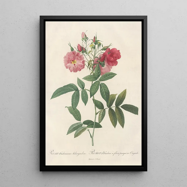 Rosa Hudsoniana Subcorymbosa - Pierre Joseph Redouté — ingelijst kunstwerk aan de muur