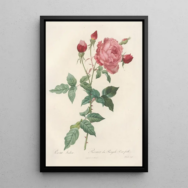 Rosa Indica - Pierre Joseph Redouté — ingelijst kunstwerk aan de muur