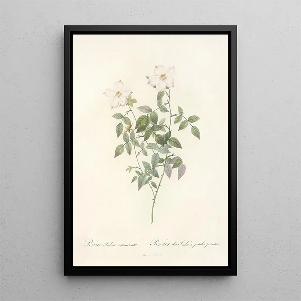 Rosa Indica Acuminata - Pierre Joseph Redouté — ingelijst kunstwerk aan de muur