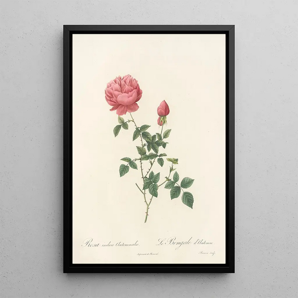 Rosa Indica Automnalis - Pierre Joseph Redouté — ingelijst kunstwerk aan de muur