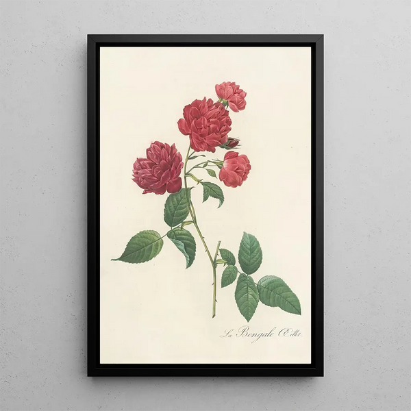 Rosa Indica Caryophyllea - Pierre Joseph Redouté — ingelijst kunstwerk aan de muur