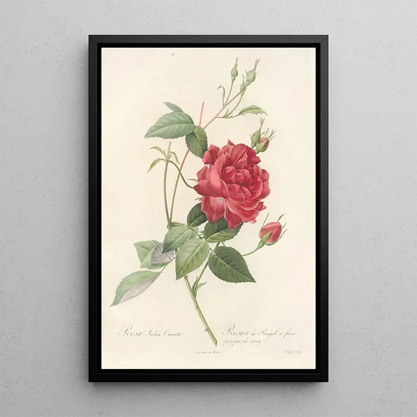 Rosa Indica Cruenta - Pierre Joseph Redouté — ingelijst kunstwerk aan de muur