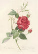 Rosa Indica Cruenta - Pierre Joseph Redouté — weergave van het kunstwerk