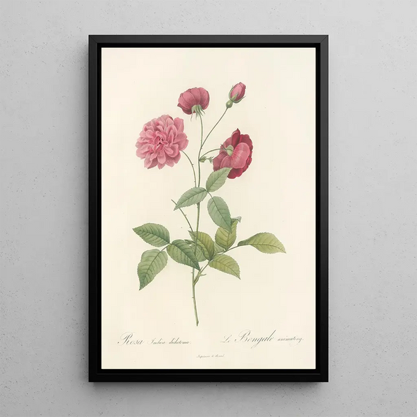 Rosa Indica Dichotoma - Pierre Joseph Redouté — ingelijst kunstwerk aan de muur