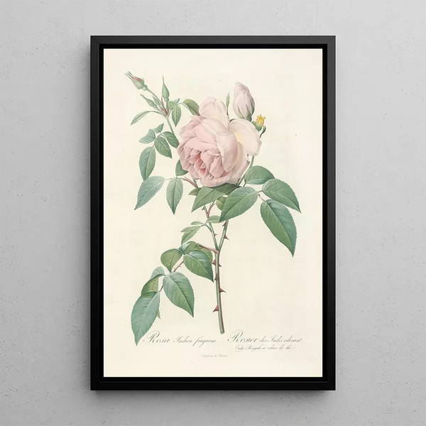 Rosa Indica Fragrans - Pierre Joseph Redouté — ingelijst kunstwerk aan de muur
