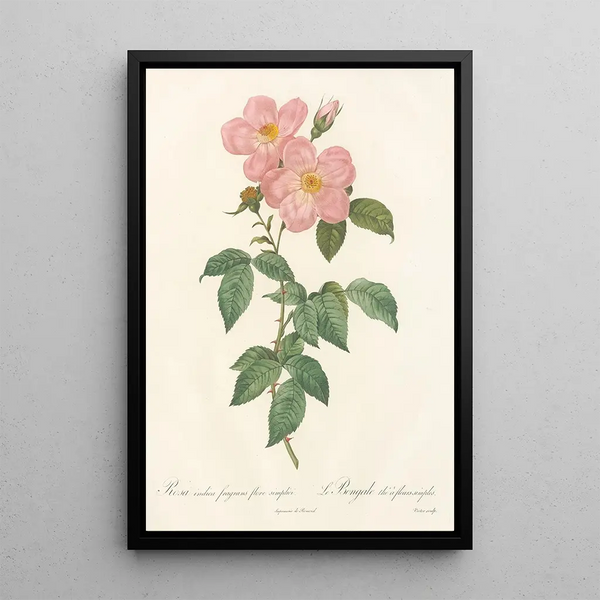 Rosa Indica Fragrans Flore Simplici - Pierre Joseph Redouté — ingelijst kunstwerk aan de muur