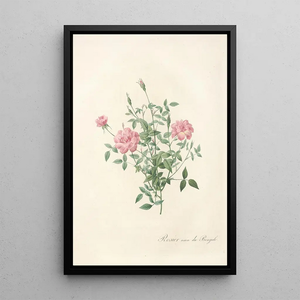 Rosa Indica Pumila - Pierre Joseph Redouté — ingelijst kunstwerk aan de muur