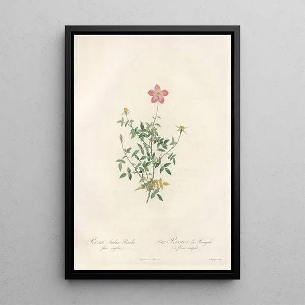 Rosa Indica Pumila Flore Simplici - Pierre Joseph Redouté — ingelijst kunstwerk aan de muur