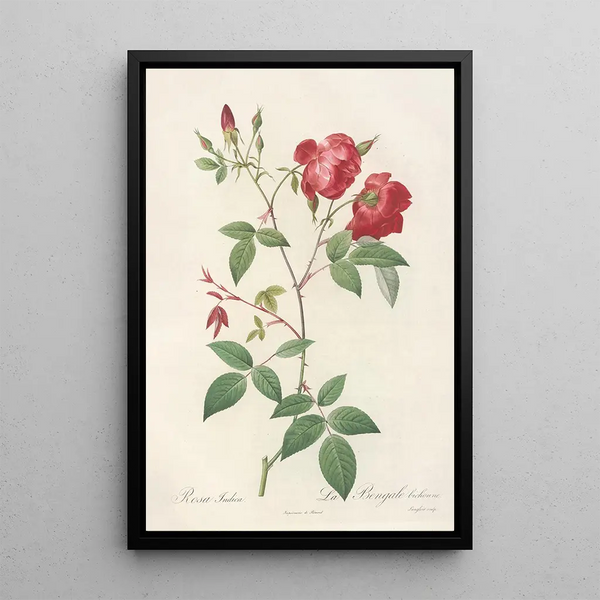 Rosa Indica Rosier de Chine à fleurs doubles - Pierre Joseph Redouté — ingelijst kunstwerk aan de muur