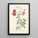 Rosa Indica Sertulata - Pierre Joseph Redouté — ingelijst kunstwerk aan de muur