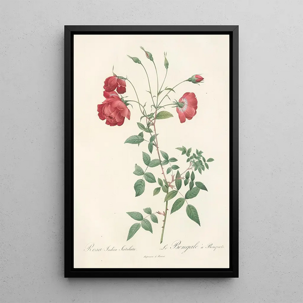 Rosa Indica Sertulata - Pierre Joseph Redouté — ingelijst kunstwerk aan de muur