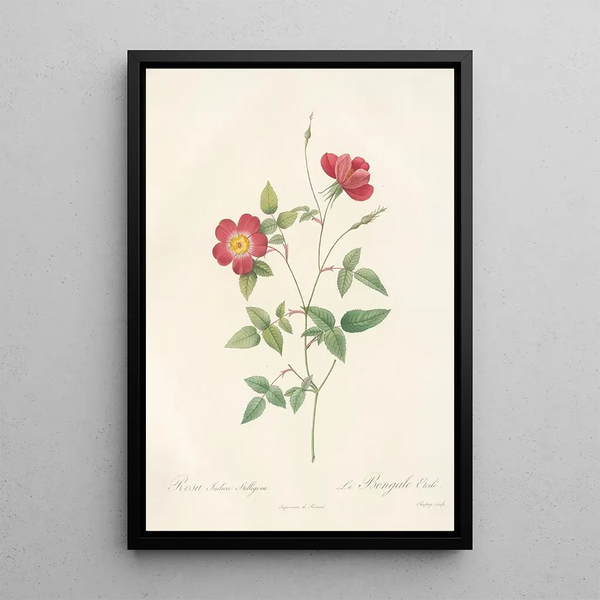 Rosa Indica Stelligera - Pierre Joseph Redouté — ingelijst kunstwerk aan de muur