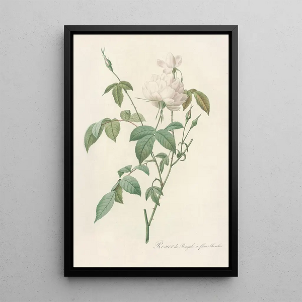 Rosa Indica Subalba - Pierre Joseph Redouté — ingelijst kunstwerk aan de muur