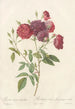 Rosa Indica Subviolacea - Pierre Joseph Redouté — weergave van het kunstwerk