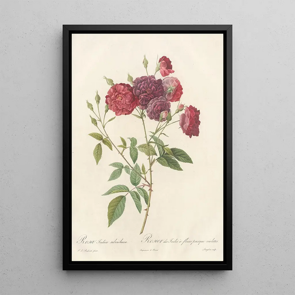 Rosa Indica Subviolacea - Pierre Joseph Redouté — ingelijst kunstwerk aan de muur