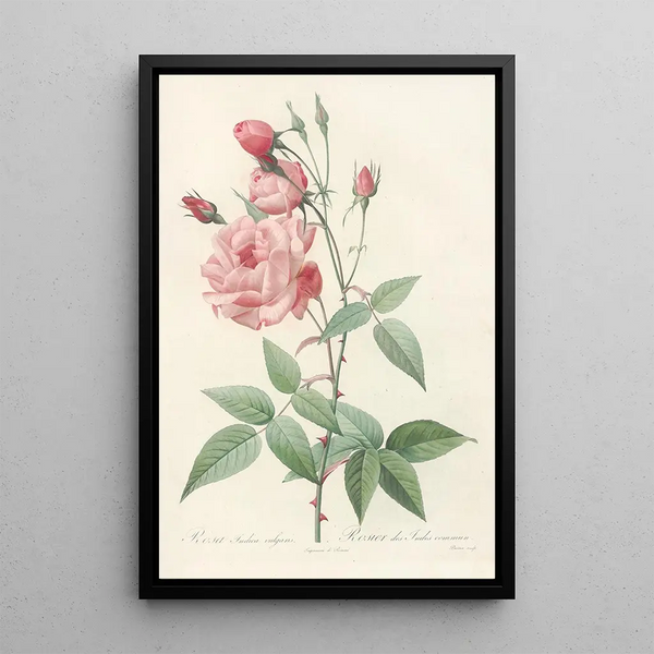 Rosa Indica Vulgaris - Pierre Joseph Redouté — ingelijst kunstwerk aan de muur