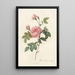 Rosa Inermis - Pierre Joseph Redouté — ingelijst kunstwerk aan de muur