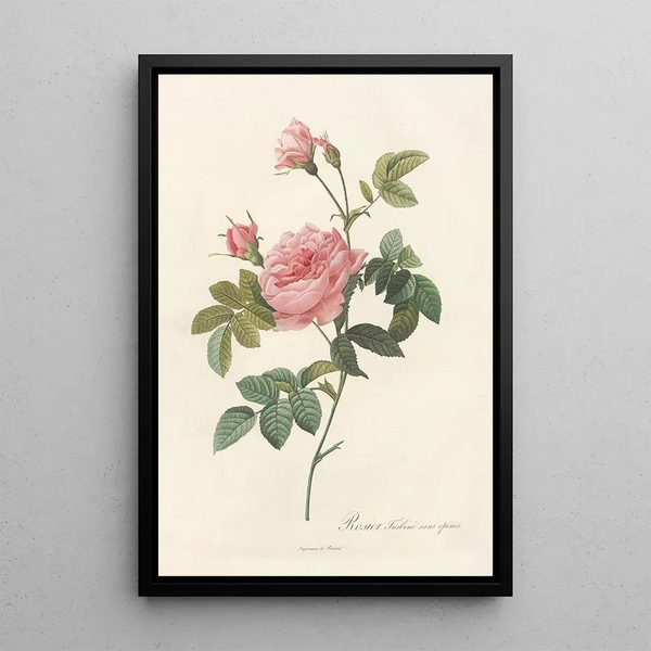 Rosa Inermis - Pierre Joseph Redouté — ingelijst kunstwerk aan de muur