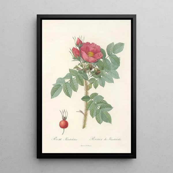 Rosa Kamtschatica - Pierre Joseph Redouté — ingelijst kunstwerk aan de muur
