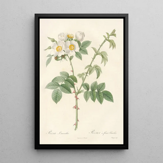 Pierre Joseph Redout - Rosa Leucantha.webp