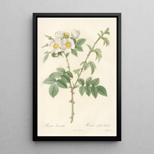 Rosa Leucantha - Pierre Joseph Redouté — ingelijst kunstwerk aan de muur