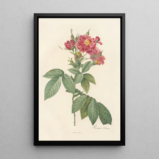 Pierre Joseph Redout - Rosa Lheritieranea.webp