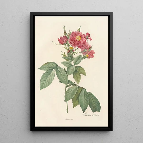 Rosa Lheritieranea - Pierre Joseph Redouté — ingelijst kunstwerk aan de muur